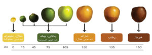 مراحل رشد خرما