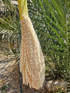 گرده نخل