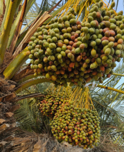 پهک، چاقالی، کمیری